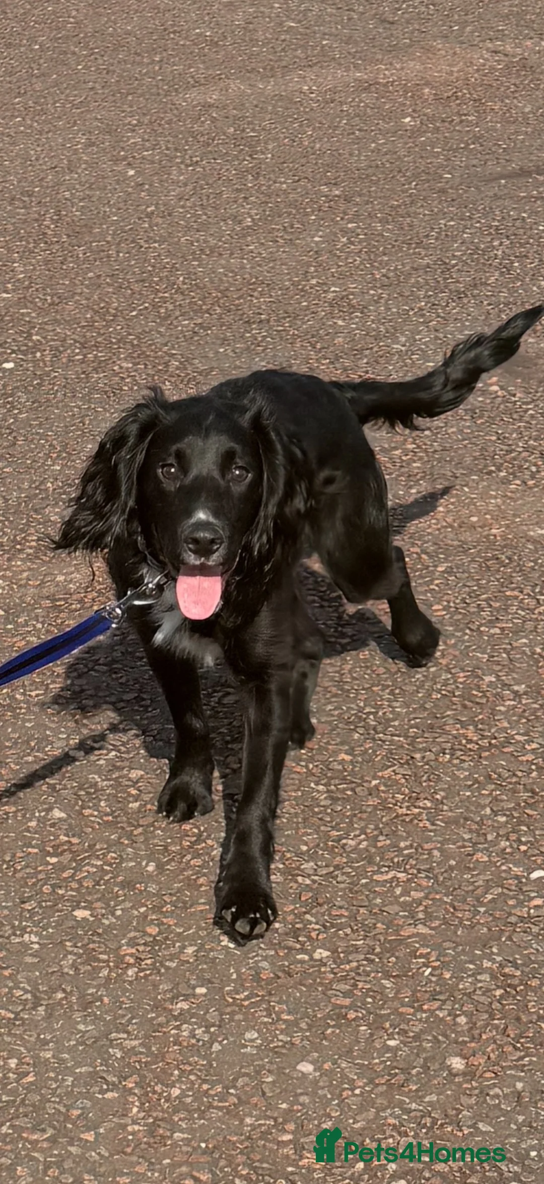 Cocker Spaniel dogs for sale: It’s with a sad heart that Jax needs a new home  in Llandudno - Advert 1