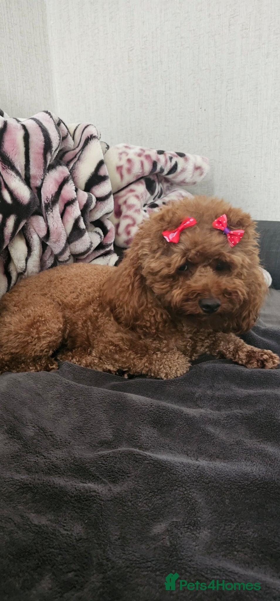 Toy Poodle dogs Outstanding KC registered dark red Toy poodles  - Advert 1