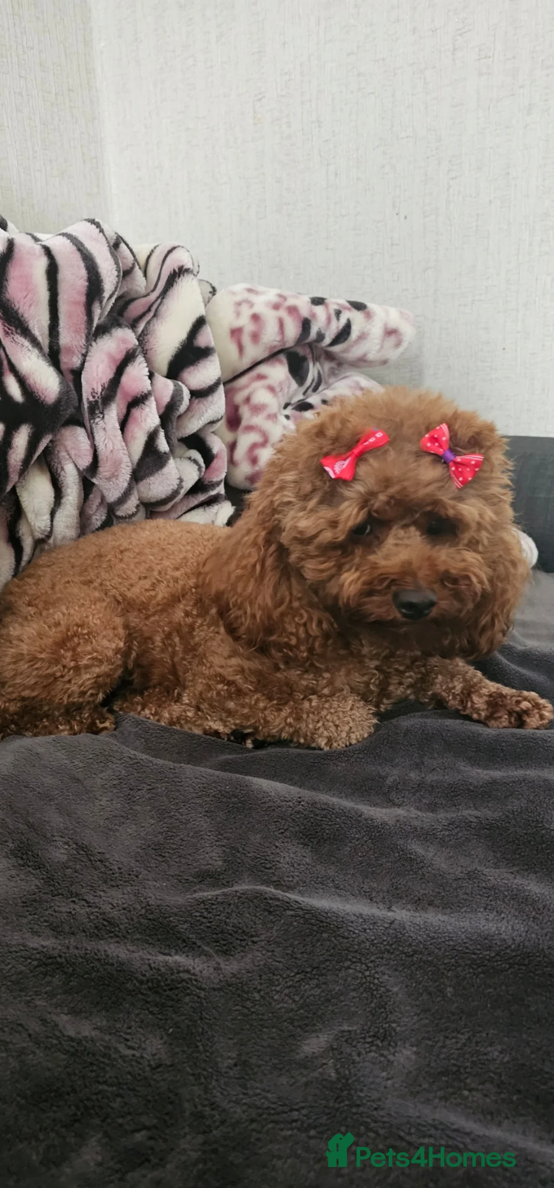 Toy Poodle dogs for sale: Outstanding KC registered dark red Toy poodles  - Advert 1