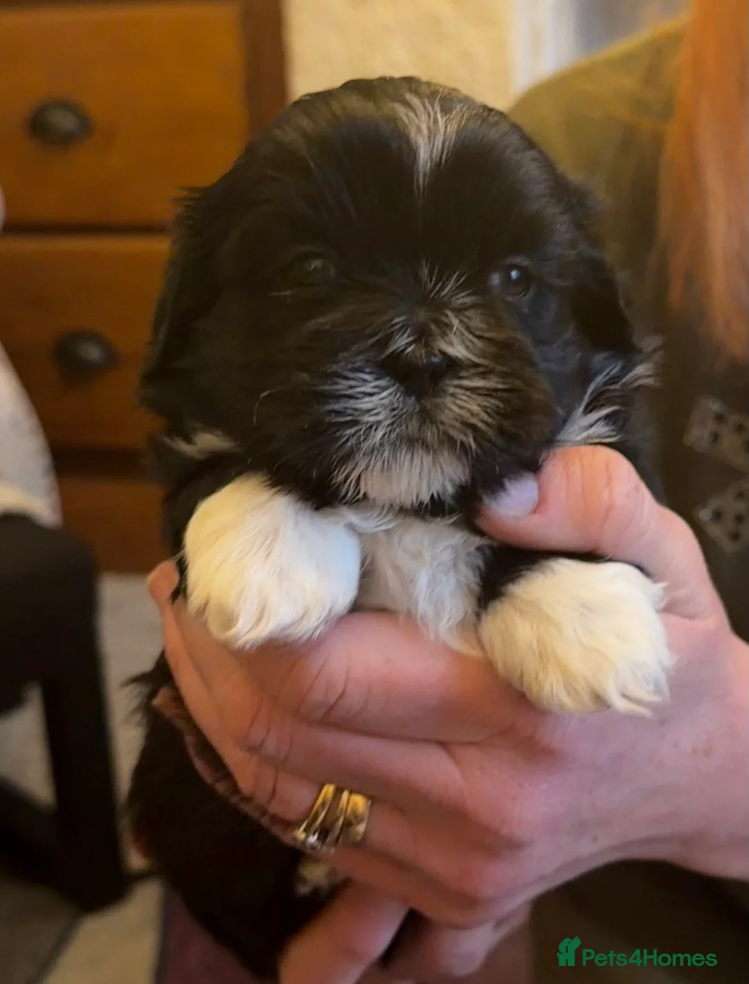 Shih Tzu dogs for sale: Beautiful Shih Tzu’s - STUNNING pure breds - Advert 10
