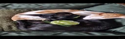 Oriental cats for stud: Lovely black Oriental Kitten. 1 yers old  in South Ockendon - Advert 5