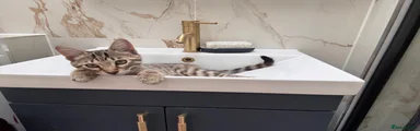 Bengal 1