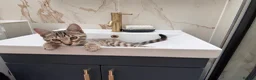Bengal cats for sale: Female Bengal Kitten for sale  in Northampton - Advert 4