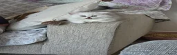 Persian cats for sale: Persian Chinchilla Kittens READY for Loving Homes - Advert 4