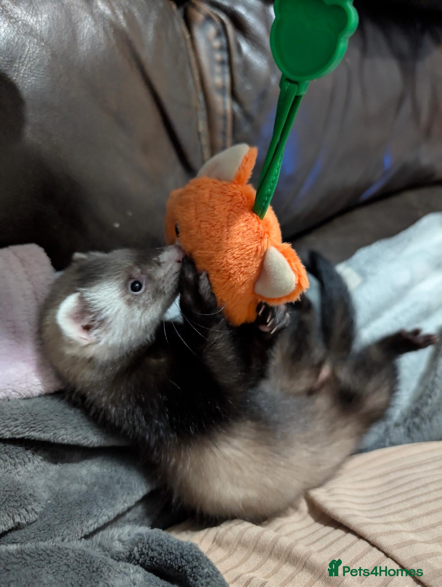 Ferret rodents 2 Ferrets for Sale, Seeking a Loving Home 15weeks - Advert 1