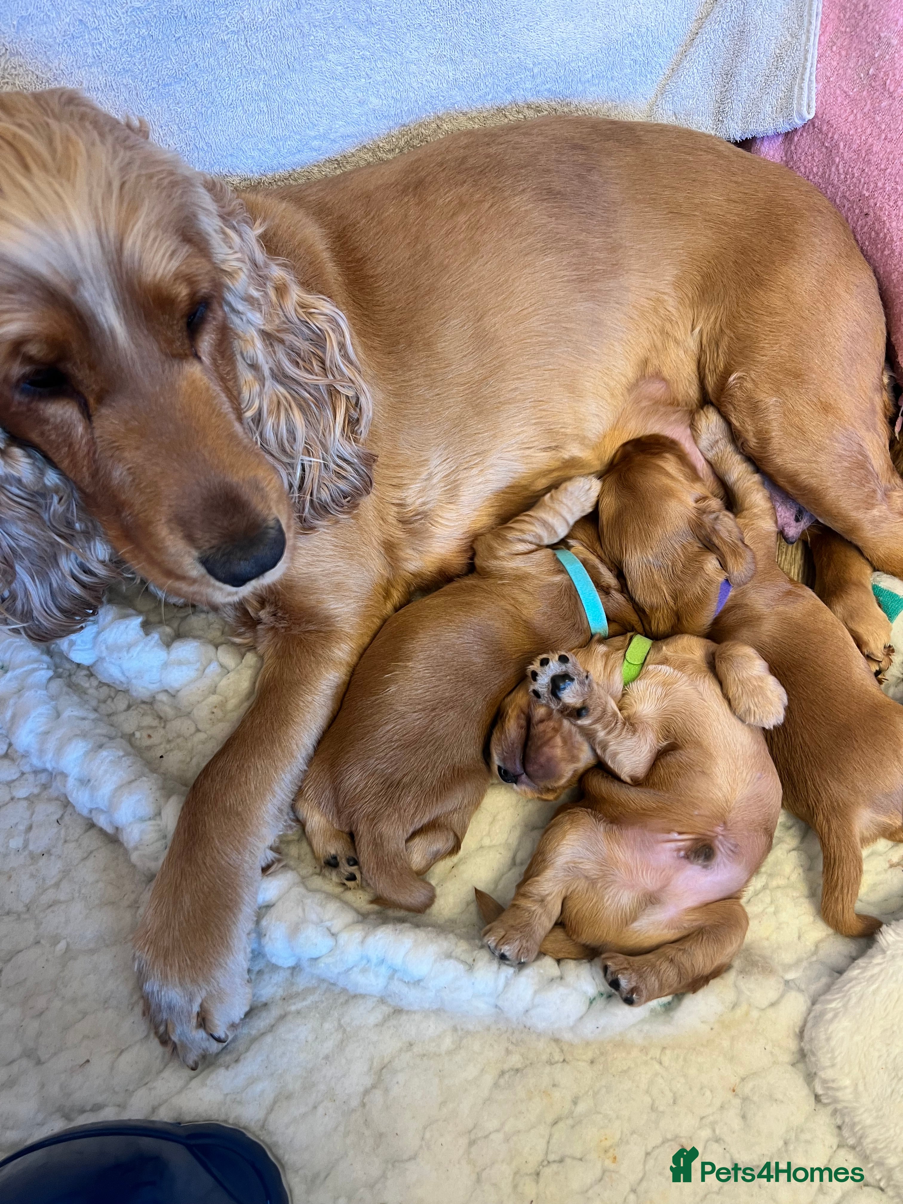 Cocker Spaniel dogs Show type cocker spaniels  - Advert 1