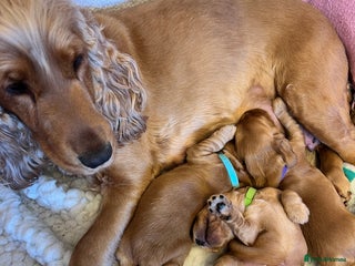 Cocker Spaniel dogs Show type cocker spaniels - Advert 1