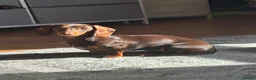 Miniature Dachshund dogs for sale: Choc tan miniature dachshund  - Advert 3