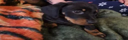 Miniature Dachshund dogs for sale: 4 dachshund puppies very cute KC reg pedigree  - Advert 5