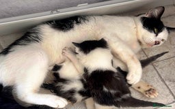 Domestic Shorthair cats for sale: Beautiful kittens, super friendly and cuddly  - Image 10