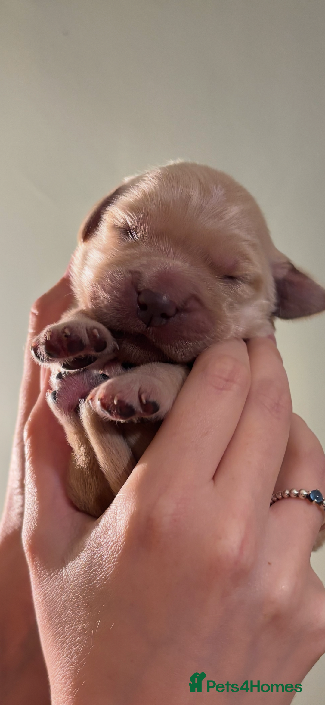Golden Retriever dogs for sale: Beautiful Golden Retriever puppies  - Image 8