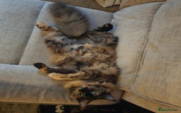 Maine Coon cats for sale: A Loving Maine Coon Girl Seeking Her Forever Home - Image 7
