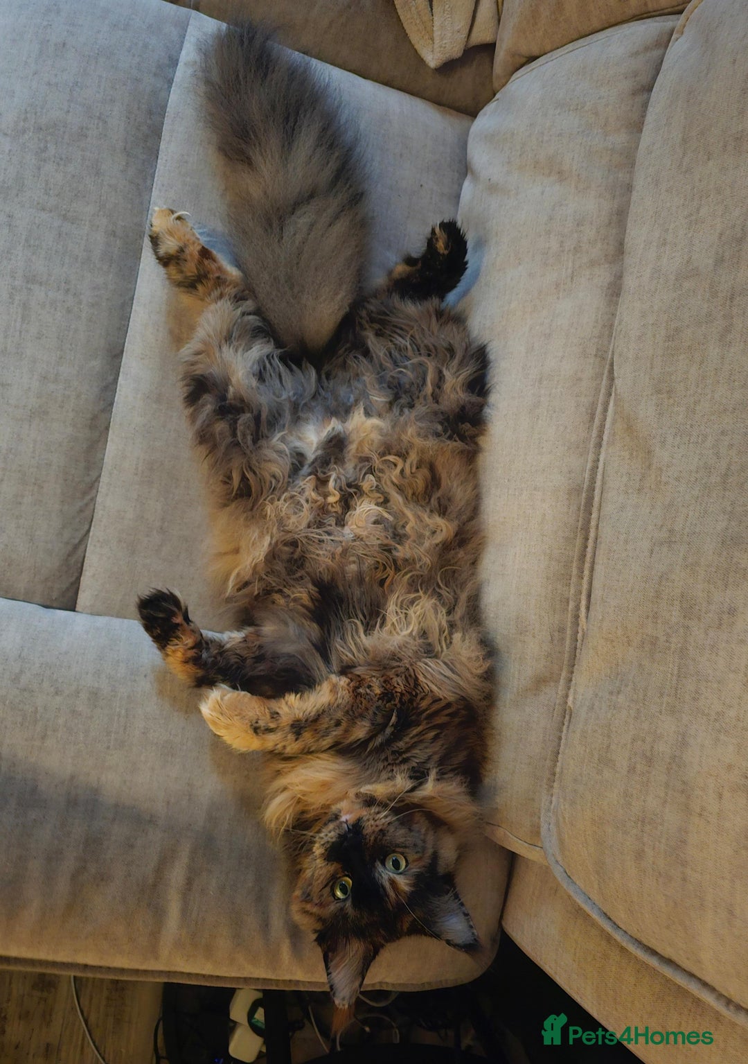 Maine Coon cats for sale: A Loving Maine Coon Girl Seeking Her Forever Home - Image 7