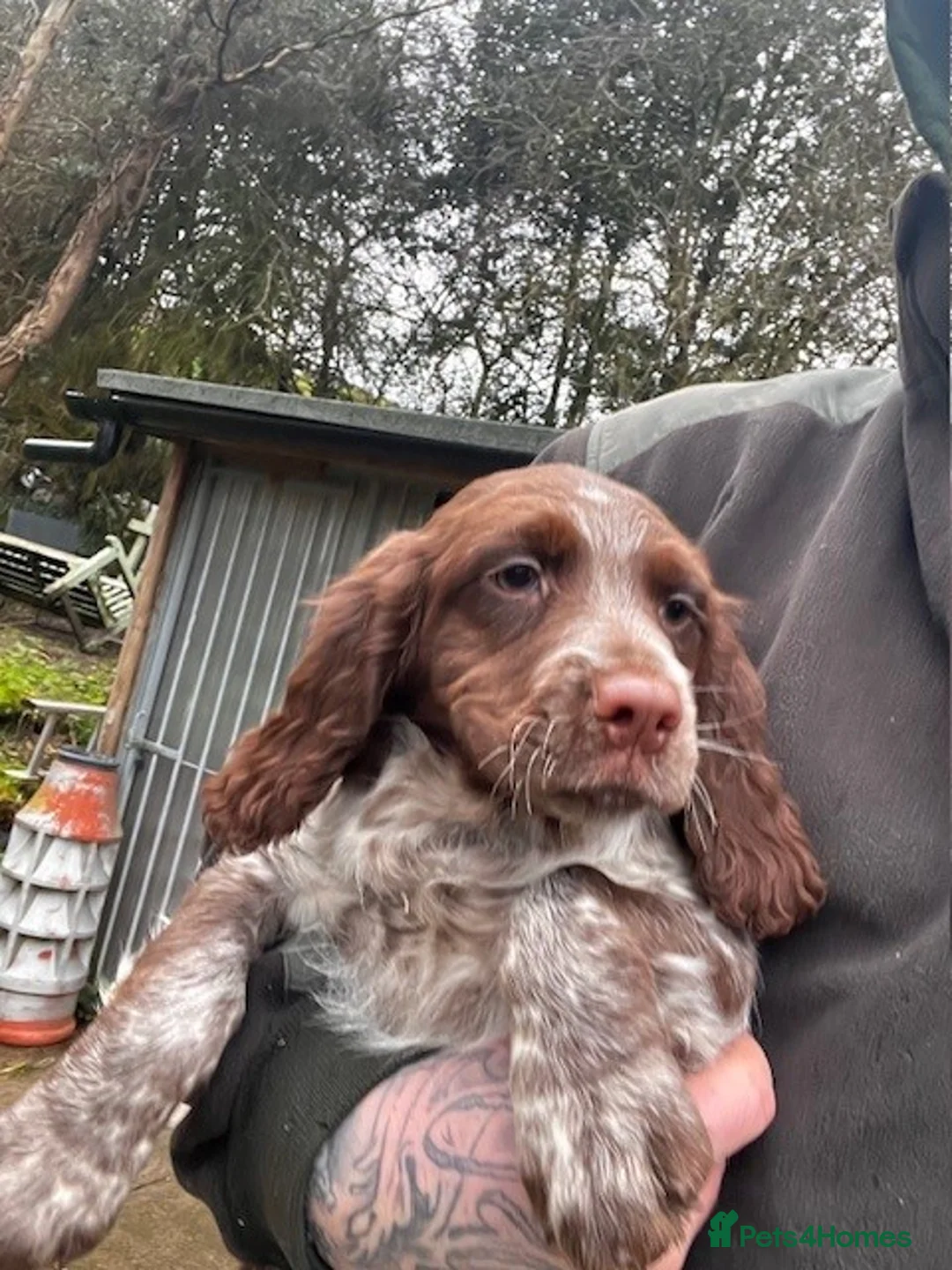 Sprocker dogs for sale: Sprocker Puppies for sale - Advert 7