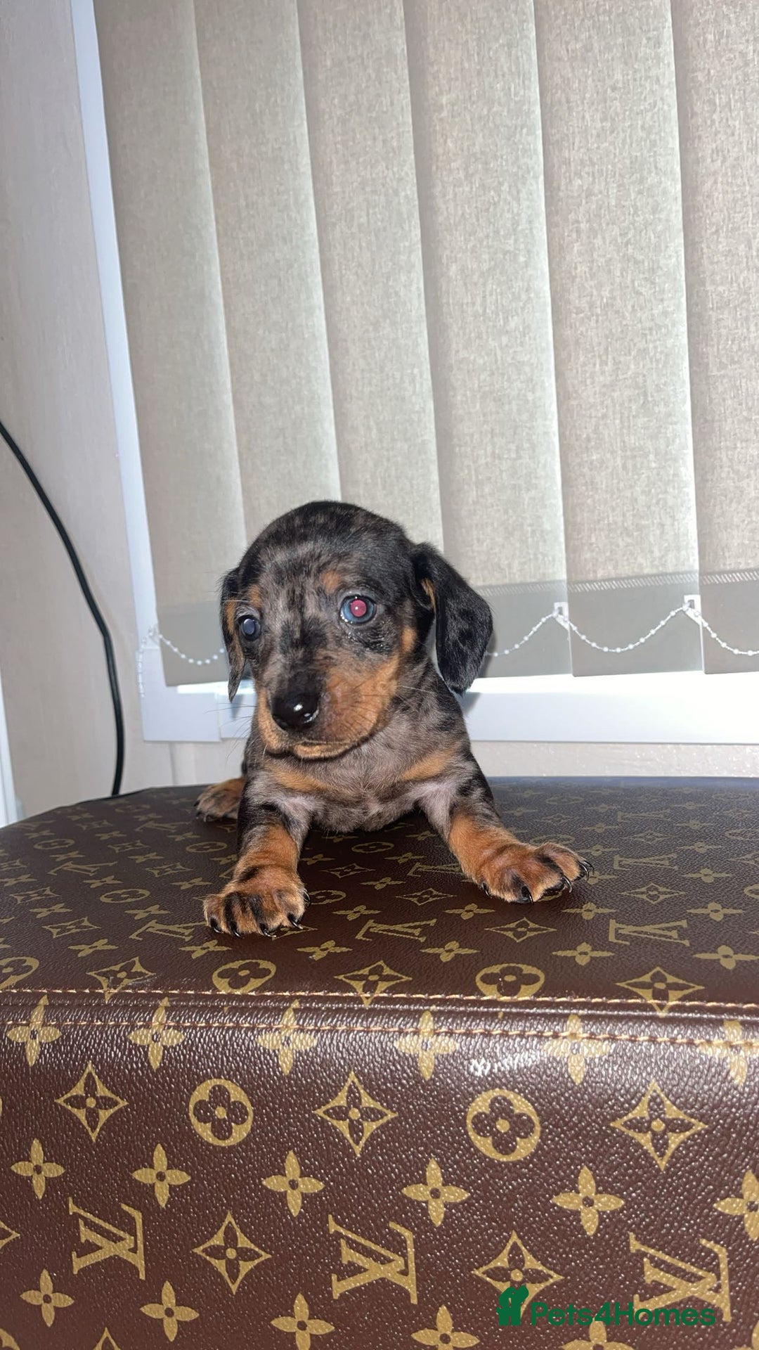 Miniature Dachshund dogs for sale: Miniature dachshund puppies - Advert 13