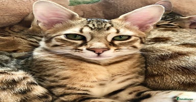 Savannah cats - Advert 11