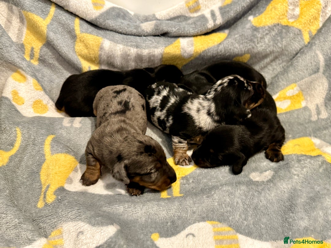 Miniature Dachshund dogs for sale: Mini dachshund puppies KC reg parents DNA tested - Image 11
