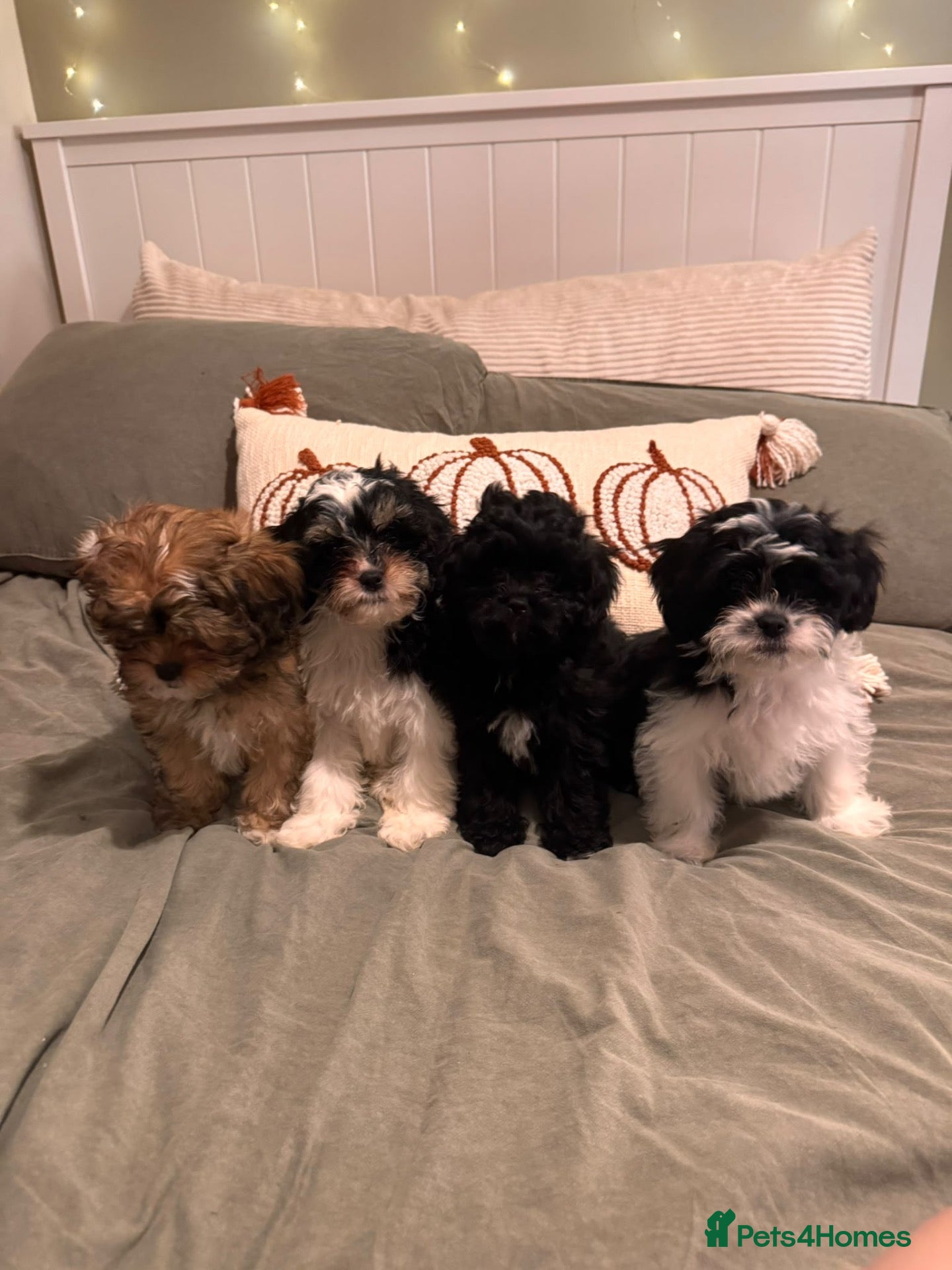 Shihpoo dogs Shihpoo puppies - Advert 2