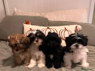 Shihpoo dogs Shihpoo puppies - Advert 2