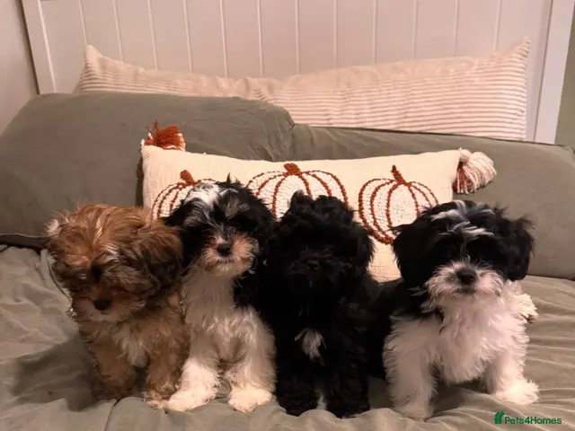 Shihpoo dogs Shihpoo puppies - Advert 2