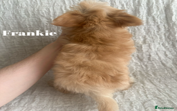 Yorkshire Terrier dogs for sale: Adorable Golddust Yorkshire Terrier Puppies - Image 5