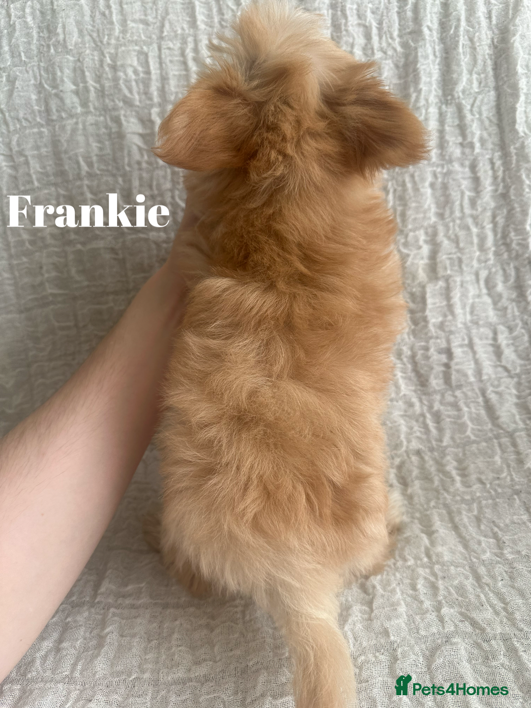 Yorkshire Terrier dogs for sale: Adorable Golddust Yorkshire Terrier Puppies - Image 5