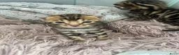 Bengal cats for sale: Bengal kittens for sale - Advert 5