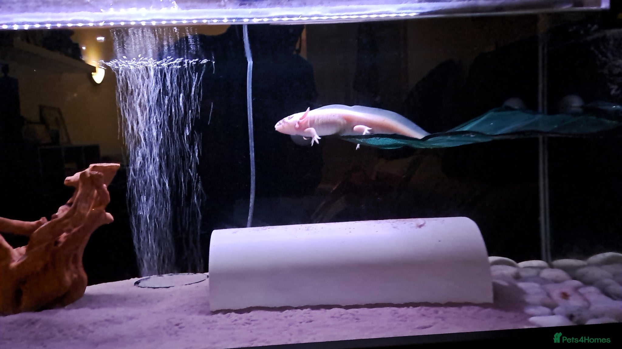 Axolotl reptiles for sale: 2 male dirty leisistic axolotls - Advert 2
