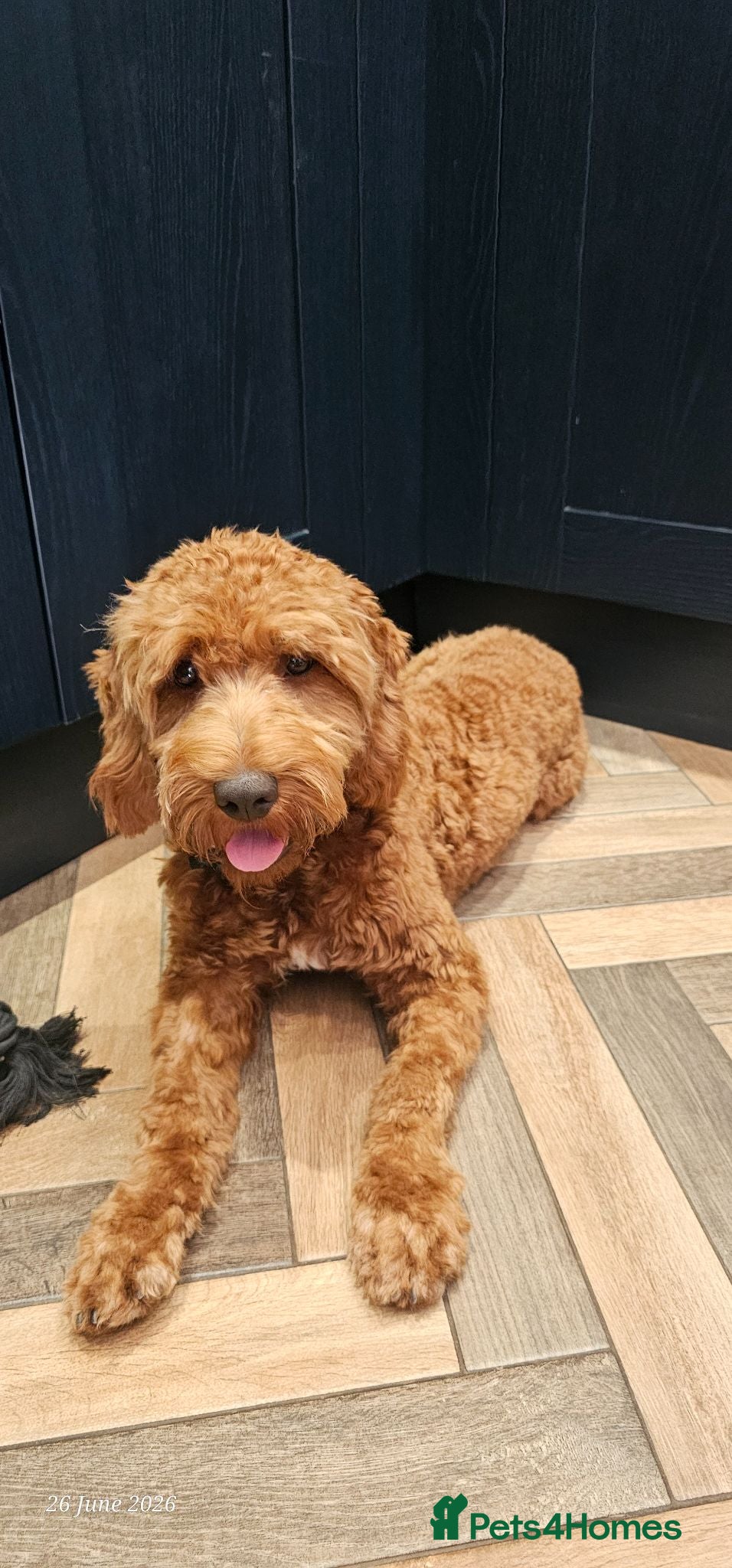 Cockapoo dogs 7 months old cockapoo F1  - Advert 2