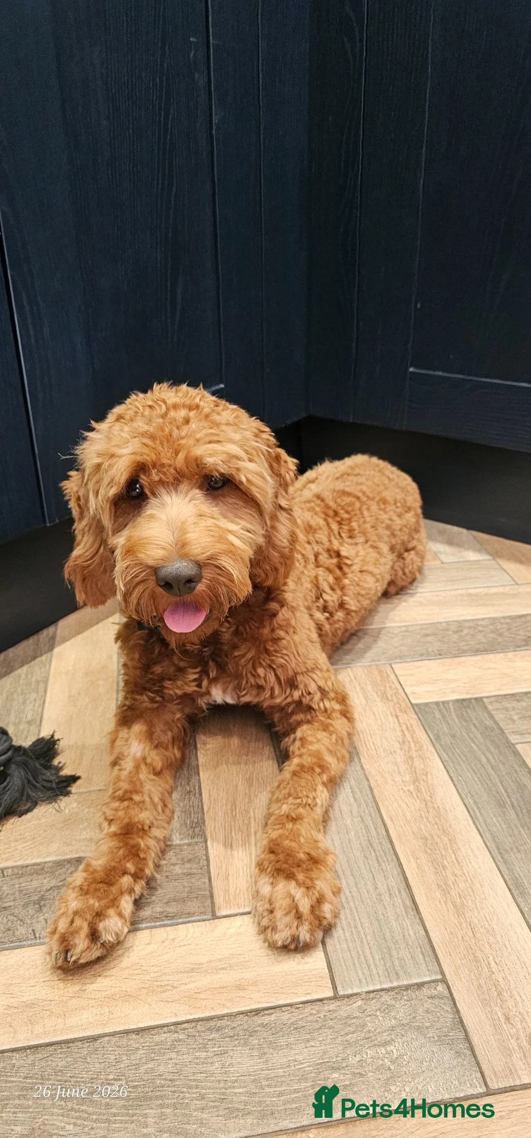 Cockapoo dogs for sale: 7 months old cockapoo F1  - Advert 1