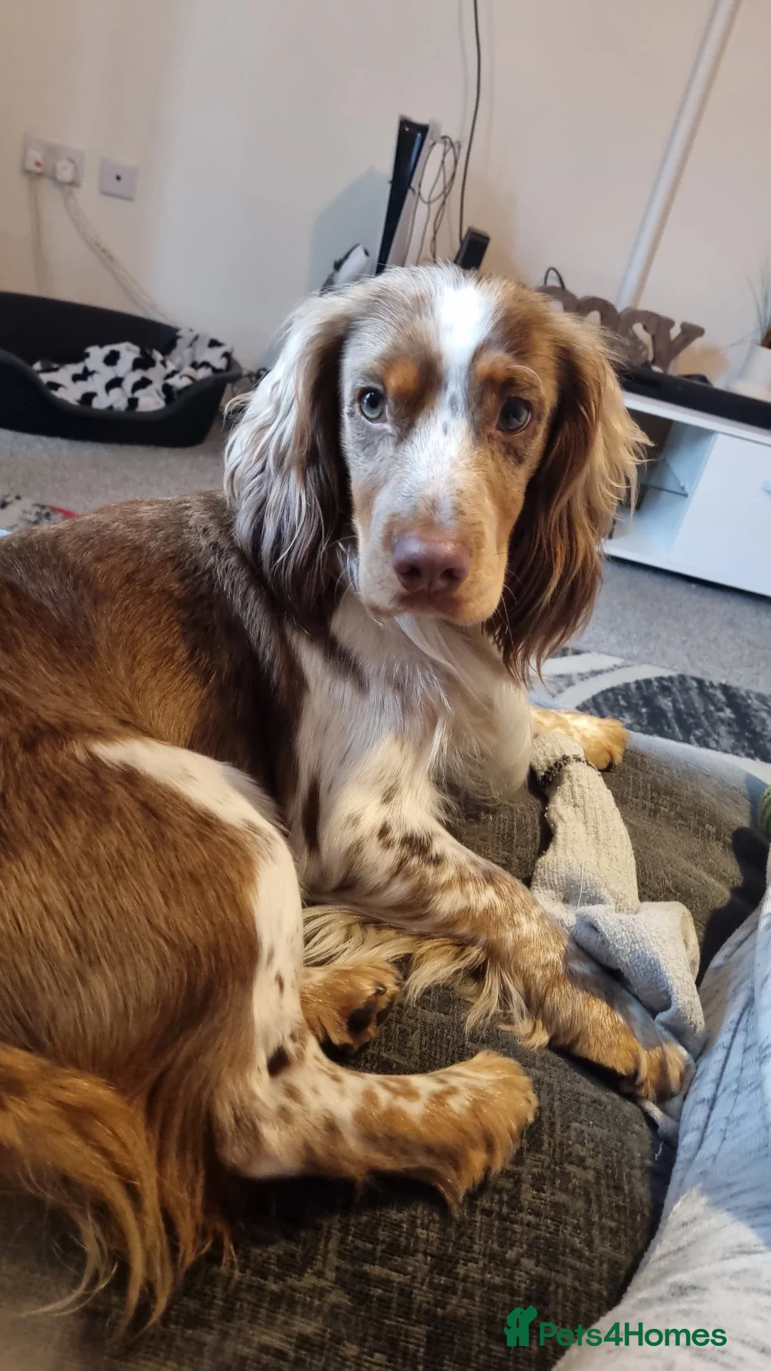 Cocker Spaniel dogs for sale: 1 cocker spaniel girl  left available  - Advert 12