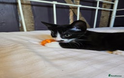 Mixed Breed cats for sale: Beautiful kitten, last in litter - Image 5