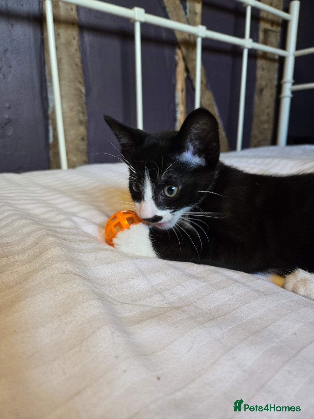 Mixed Breed cats for sale: Beautiful kitten, last in litter - Image 5