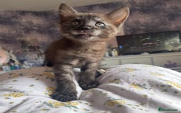 Maine Coon cats for sale: Clover 🍀 11 week old Maincoon x Sphinx girl - Image 7