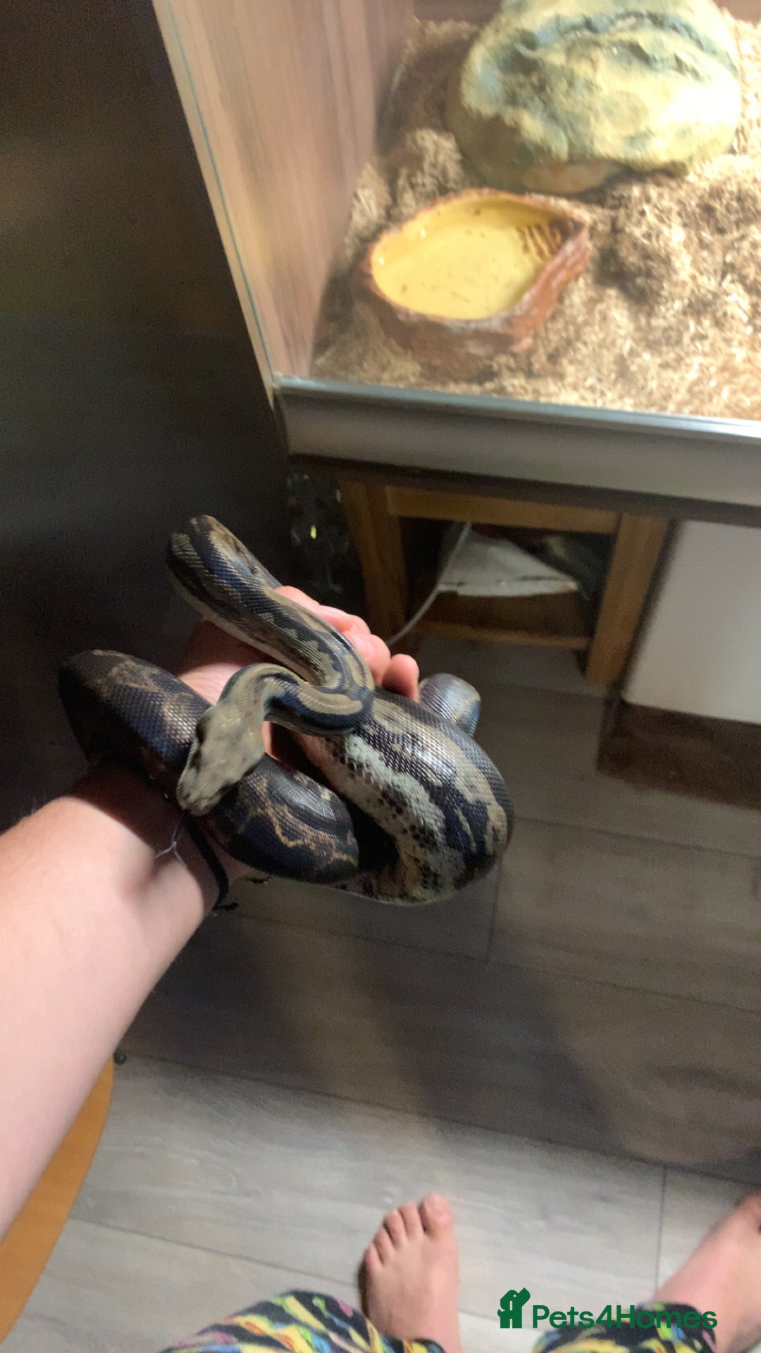 Snake reptiles for sale: Boa constrictor and Corn snake - Advert 3