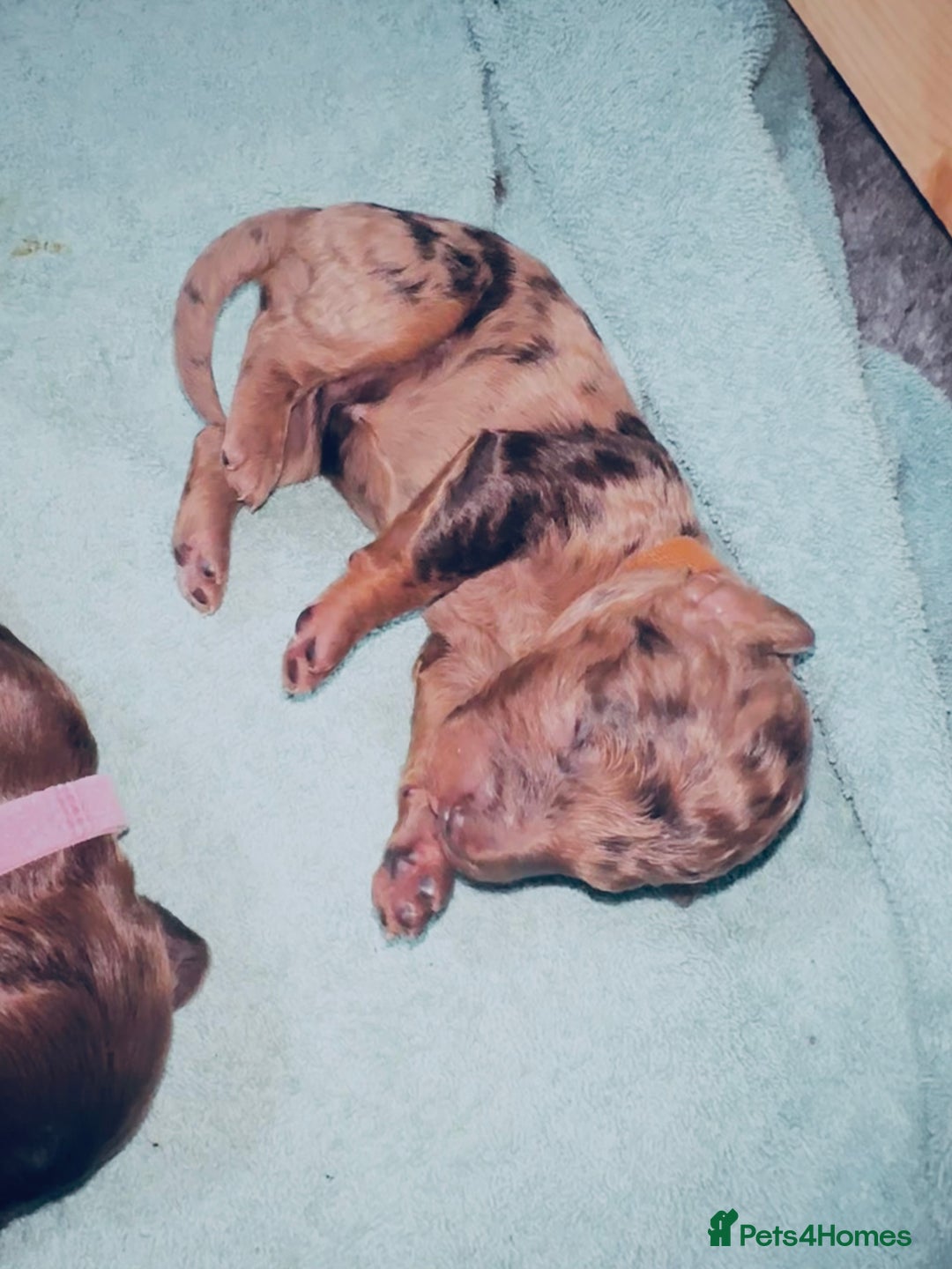 Cockapoo dogs for sale: Merle/ Red and Chocolate brown cockapoo puppies - Advert 18