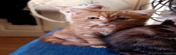 Scottish Fold cats for sale: 3 ginger girls and one boy available    - Advert 13