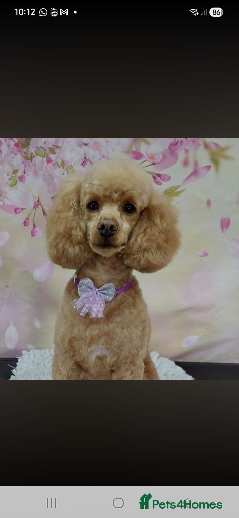 Chipoo dogs Beautiful healthy tiny chipoos - Advert 1