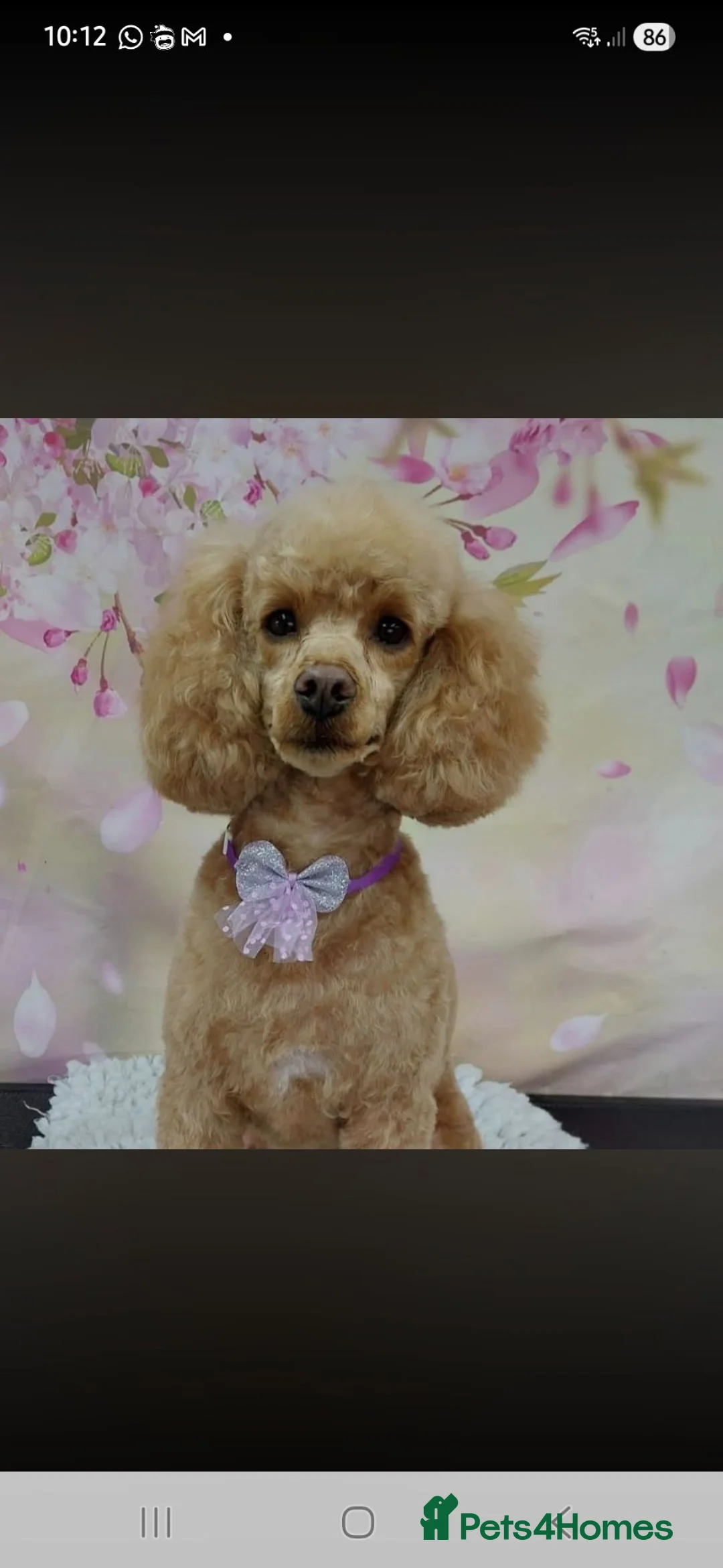 Chipoo dogs for sale: Beautiful healthy tiny chipoos - Advert 1