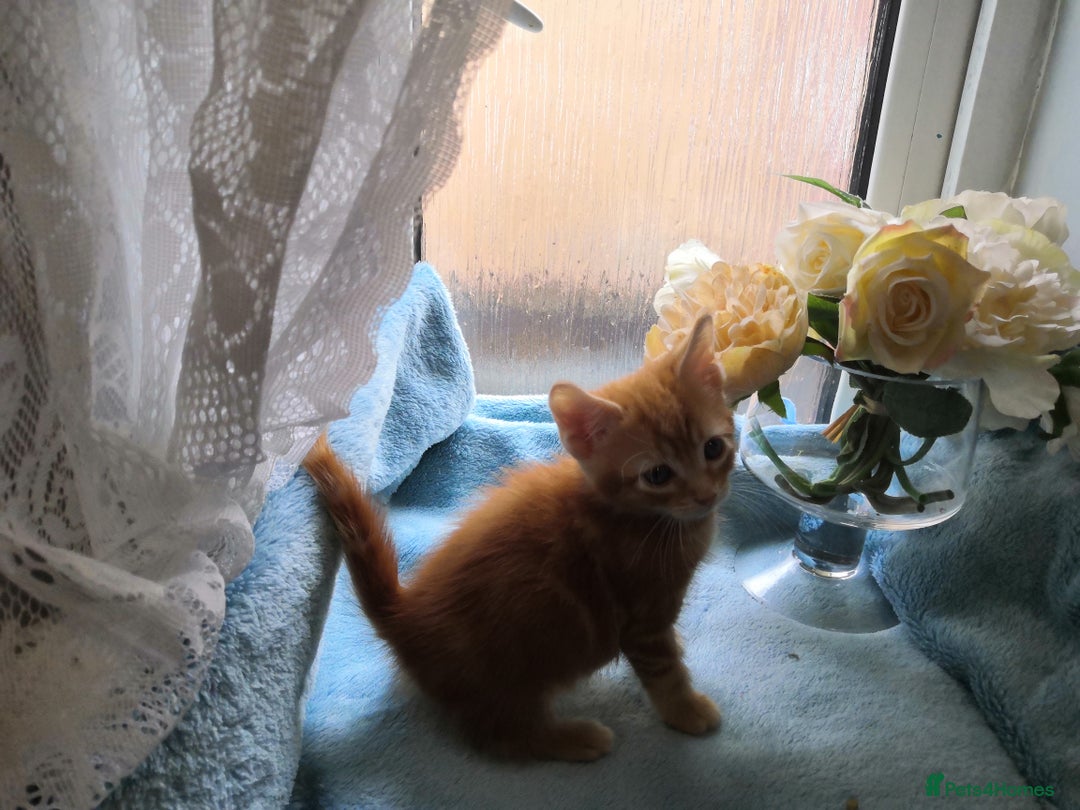 Mixed Breed cats for sale: Beautiful Male kittens VIDEOS - Image 7