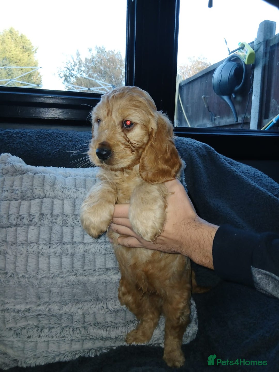 Cockapoo dogs for sale: Beautiful Cockapoo Puppies - Image 5