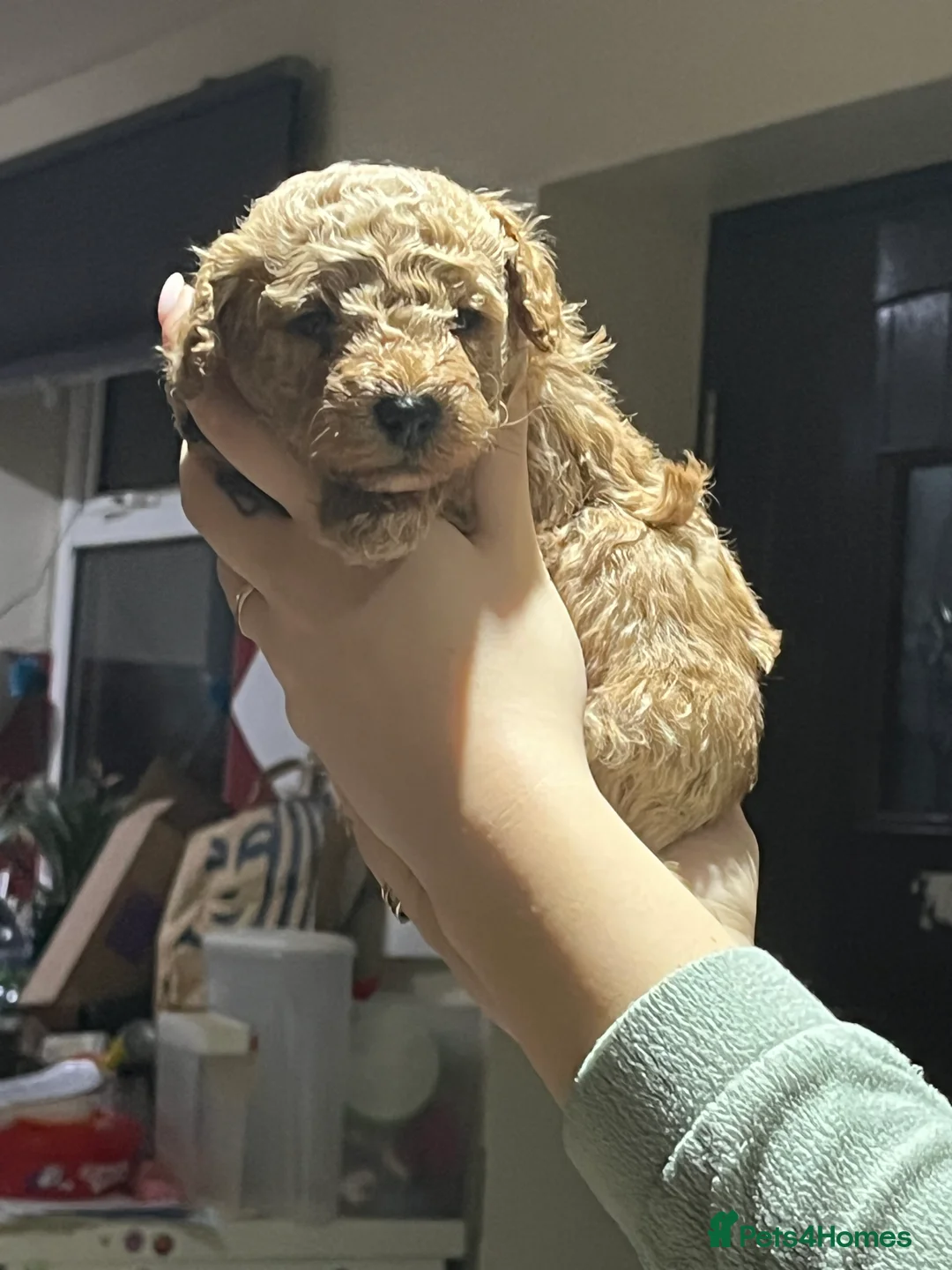 Maltipoo dogs for sale: Pure Maltipoo Puppies   - Advert 15
