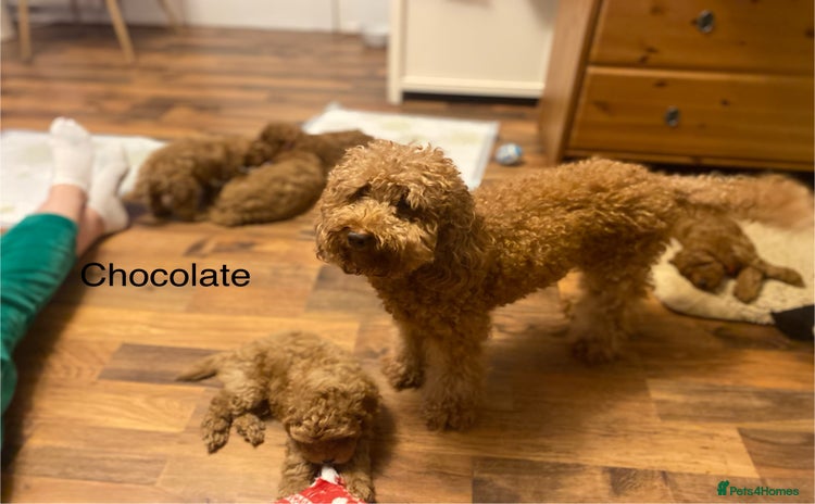 Cockapoo dogs - Advert 2