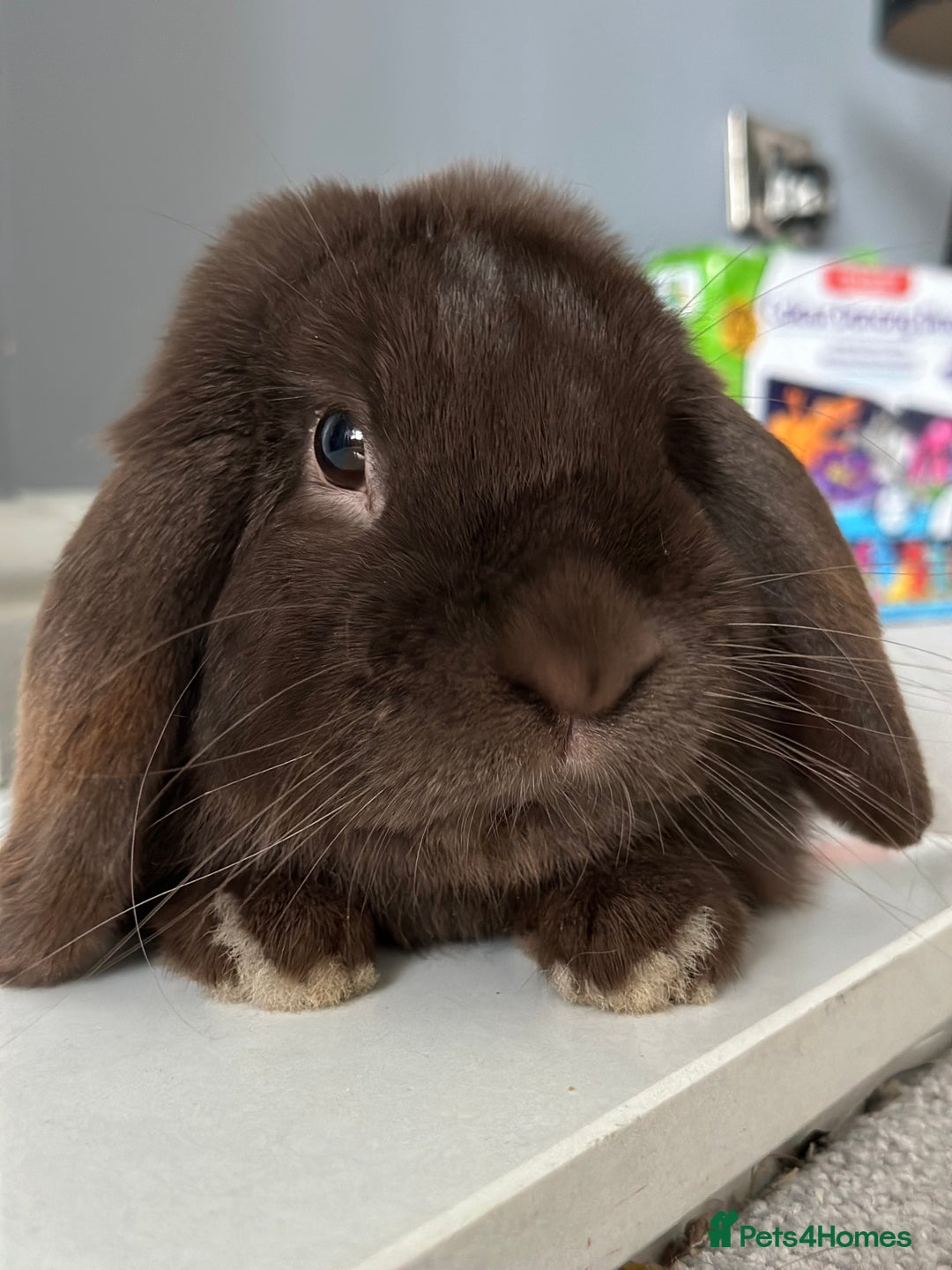 Mini Lop rabbits for sale: Beautiful mini lop rabbit  - Advert 1