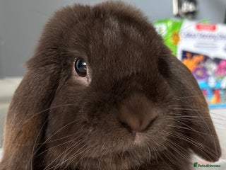 Mini Lop rabbits Beautiful mini lop rabbit - Advert 1