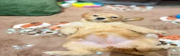 Mini Goldendoodle dogs for sale: Mini Goldendoodles from Therapy dog mom - Advert 14
