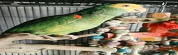 Parrots birds for sale: Double Yellow headed Amazon - Advert 6