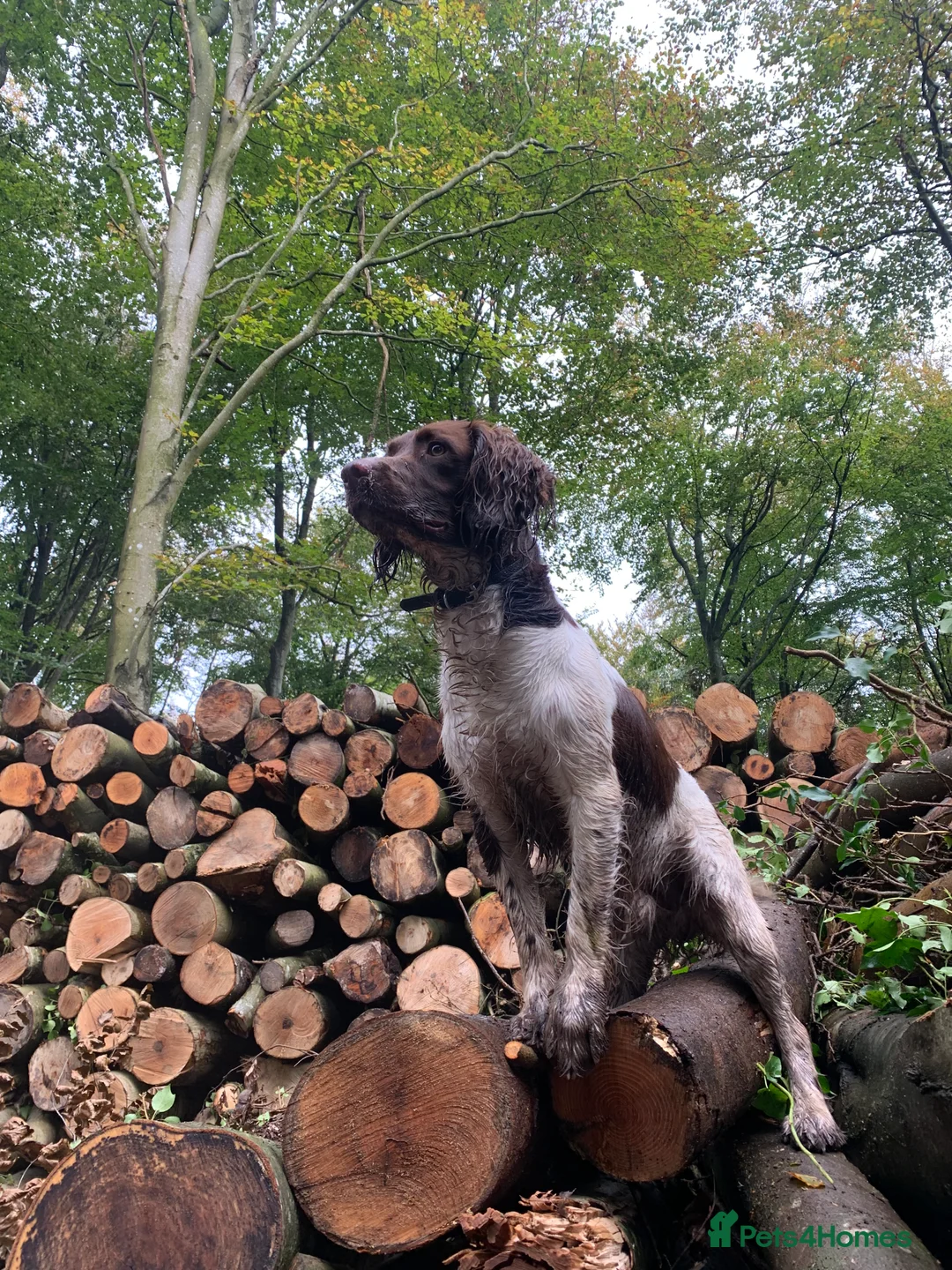 English Springer Spaniel dogs for stud: Hugo  - Advert 2