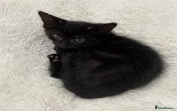 Mixed Breed cats for sale: READY NOW 2 Half-Ragdoll Kittens LEFT ❤️ REDUCED - Image 10