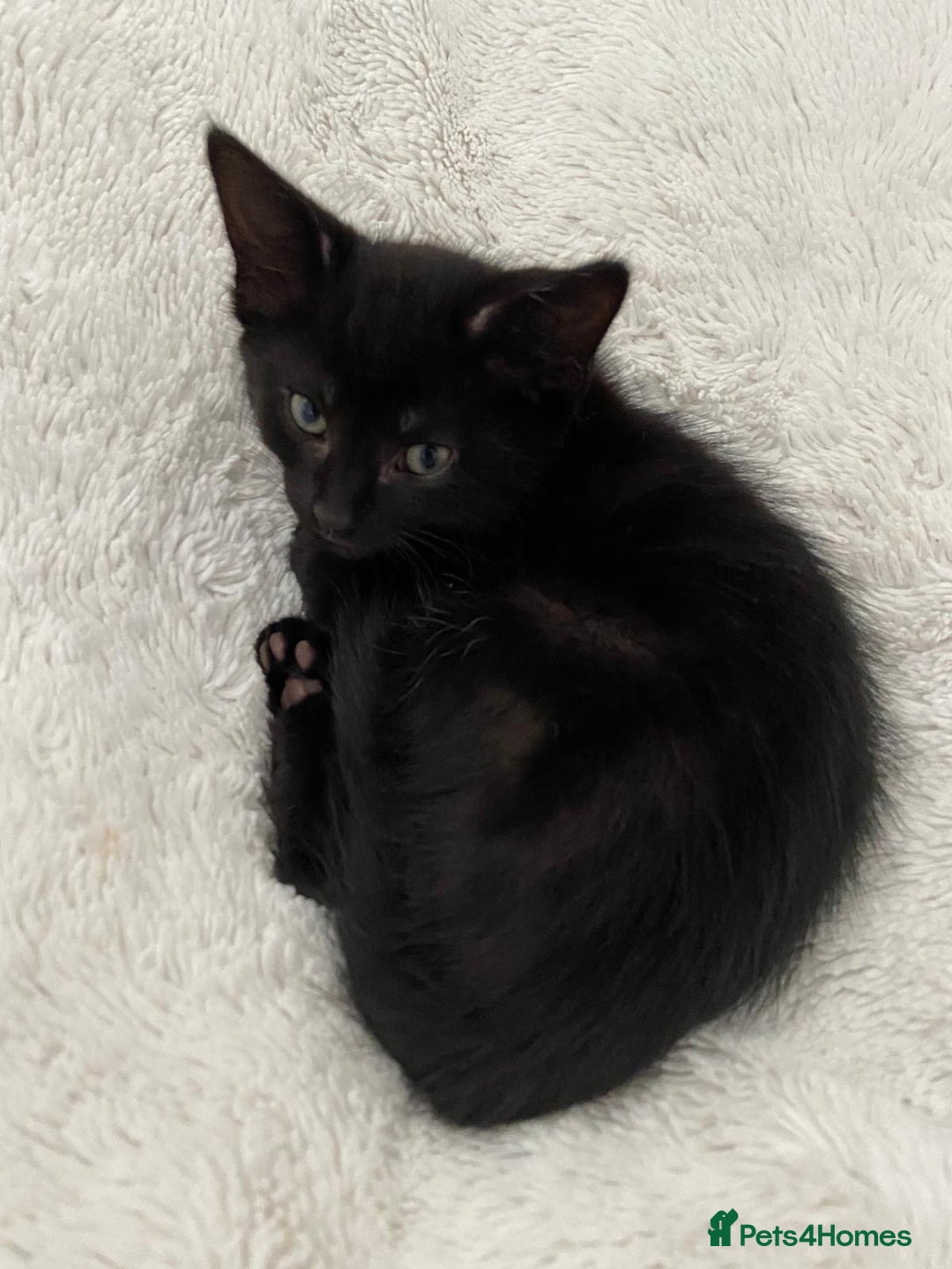 Mixed Breed cats for sale: READY NOW 2 Half-Ragdoll Kittens LEFT ❤️ REDUCED - Image 10